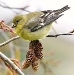 Goldfinch4.jpg