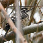 Woodpecker3.jpg