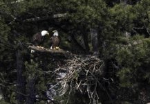 Eagle nest small size file.jpg