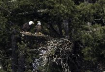 Eagle nest.jpg