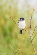 20170206-DSC_3030.jpg