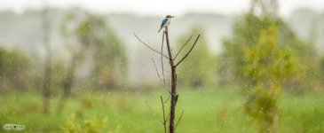 20170206-DSC_3045-Edit.jpg
