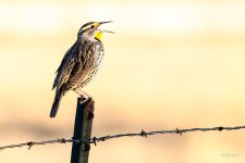 Meadowlark-200.jpg