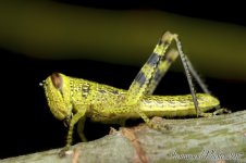 DSC_3977.jpg