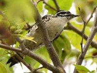 Woodpecker2.jpg