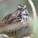 Sparrow4.jpg