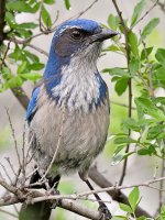 ScrubJay6.jpg
