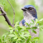 ScrubJay10.jpg