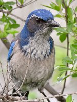 ScrubJay7.jpg