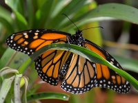 Monarch2.jpg