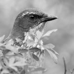 ScrubJayBW.jpg
