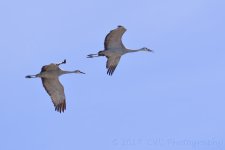 2-8-17-cr_DSC_4689.jpg