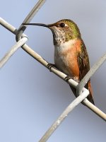 Hummer.jpg