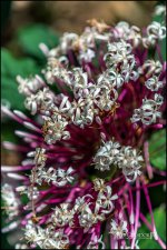 2-9-17 DFB Arboretum  (1 of 1).jpg