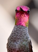 Hummer7.jpg