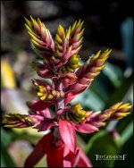 2-9-17 DFB Arboretum  (1 of 1)-2Small_2560CMA  1-11-17.JPG