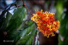 2-9-17 DFB Arboretum  (1 of 1)-4Small_2562CMA  1-11-17.JPG