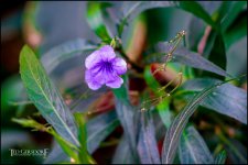 2-9-17 DFB Arboretum  (1 of 1)-7Small_2565CMA  1-11-17.JPG