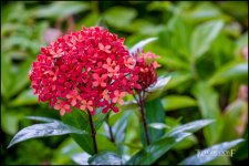 2-9-17 DFB Arboretum  (1 of 1)-10Small_2568CMA  1-11-17.JPG