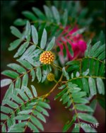 2-9-17 DFB Arboretum  (1 of 1)-12Small_2570CMA  1-11-17.JPG