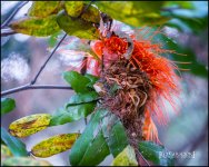 2-9-17 DFB Arboretum  (1 of 1)-14Small_2572CMA  1-11-17.JPG