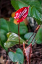 2-9-17 DFB Arboretum  (1 of 1)-16Small_2574CMA  1-11-17.JPG
