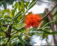 2-9-17 DFB Arboretum  (1 of 1)-15Small_2573CMA  1-11-17.JPG