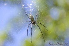 DSC_4102.jpg