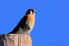 2-9-17-cr_DSC_4709.jpg