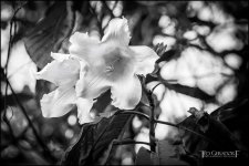 2-9-17 DFB Arboretum  (1 of 1)-5BW.jpg