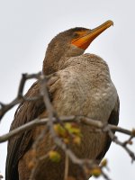 Cormorant.jpg
