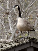 Goose3.jpg