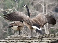 Goose6.jpg