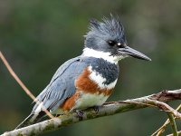 Kingfisher.jpg