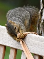 Squirrel4.jpg