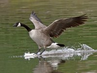Goose.jpg