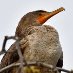 Cormorant3.jpg
