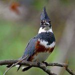 Kingfisher3.jpg