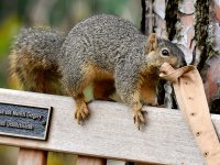 Squirrel8.jpg