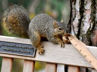 Squirrel9.jpg