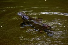 DSC_4234.jpg