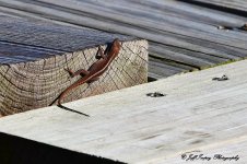 DSC_6557.jpg