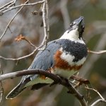 Kingfisher6.jpg