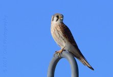 2-10-17-cr_DSC_4749.jpg