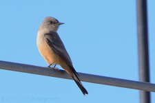 2-10-17-cr_DSC_4754.jpg