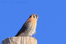2-10-17-cr_DSC_4755.jpg