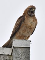 CoopersHawk4.jpg