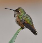 Hummer.jpg