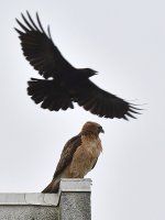 CoopersHawk8.jpg