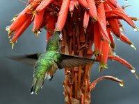 Hummer4.jpg